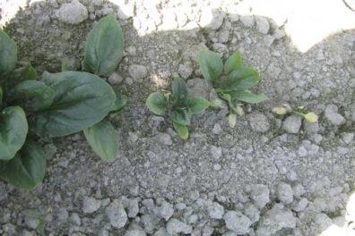 showing range in severity of stunting