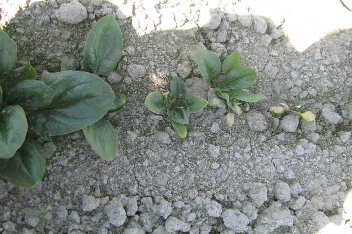 Spinach springtails | Pacific Northwest Vegetable Extension Group ...