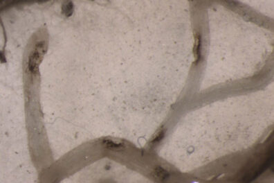 injured spinach roots