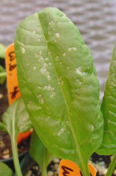 stemphylium leaf spot symptoms-1
