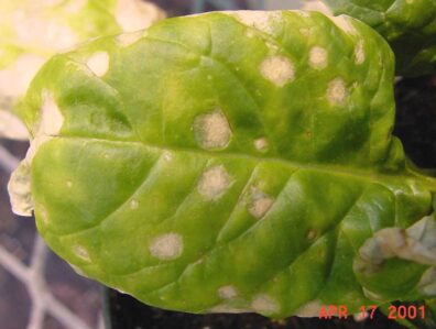 stemphylium leaf spot symptoms-2