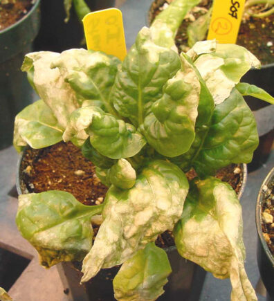 stemphylium leaf spot symptoms-3