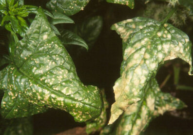 stemphylium leaf spot symptoms-4