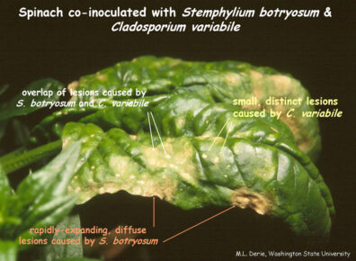 symptoms of stemphylium leaf spot