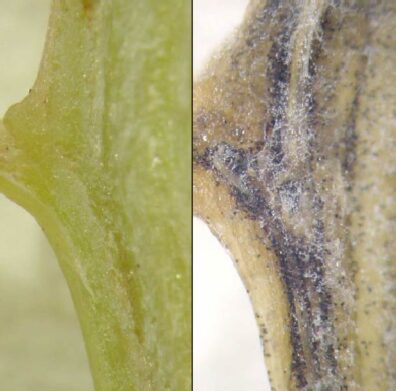 verticillium wilt symptoms of spinach-3