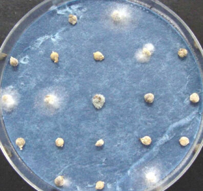 verticillium wilt of spinach seeds-5