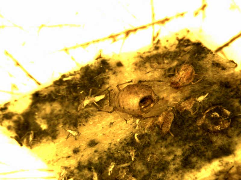 aphids-2