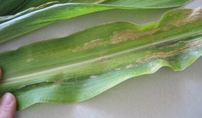 sweet corn leaf showing mottling from HPV