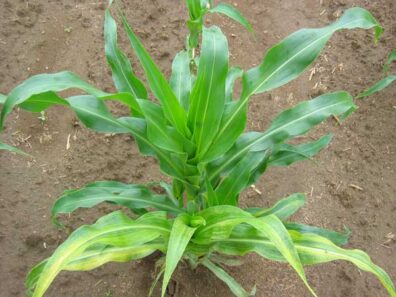 sweet corn showing mottling from HPV in foreground and normal plant in background