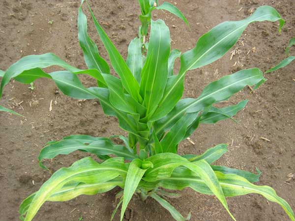 sweet corn showing mottling from HPV in foreground and normal plant in background