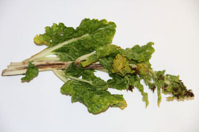 damage to swiss chard from lygus bug feeding-1