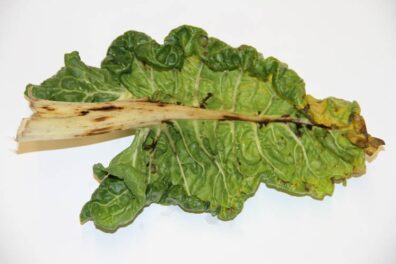 damage to swiss chard from lygus bug feeding-2
