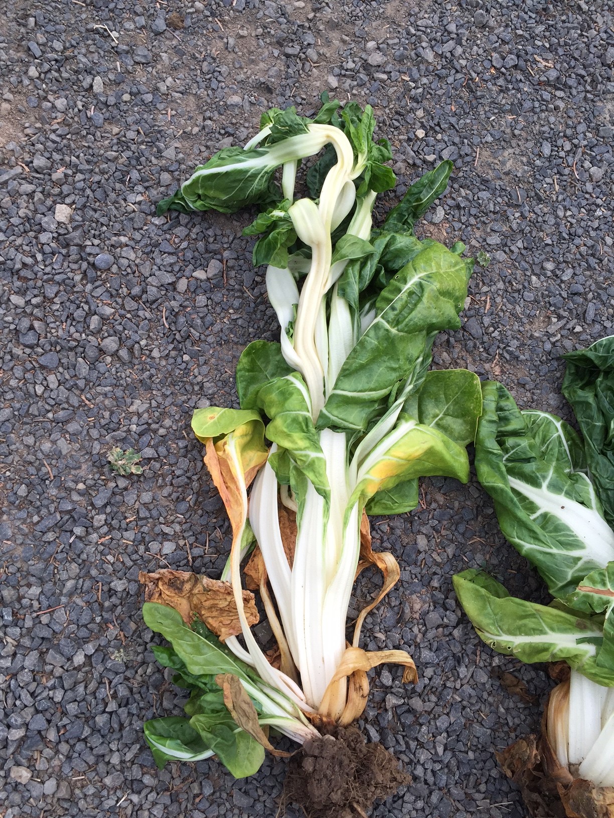 swisschard herrbicide injury-2