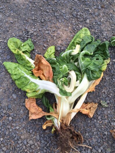 swisschard herrbicide injury-3