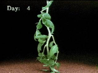 2,4-D herbicide injury to a tomato plant