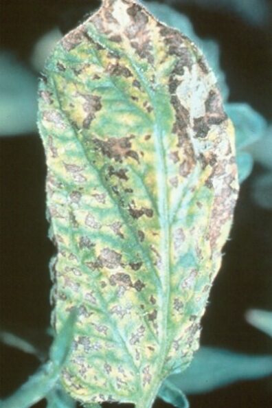 Alternaria symptoms on tomato-1
