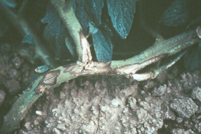 Alternaria symptoms on tomato-3