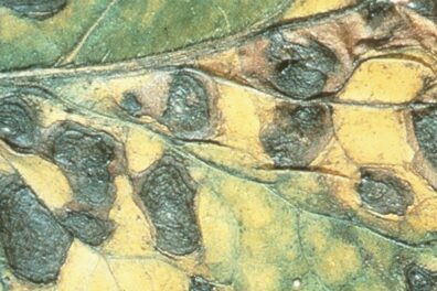 Alternaria symptoms on tomato-4