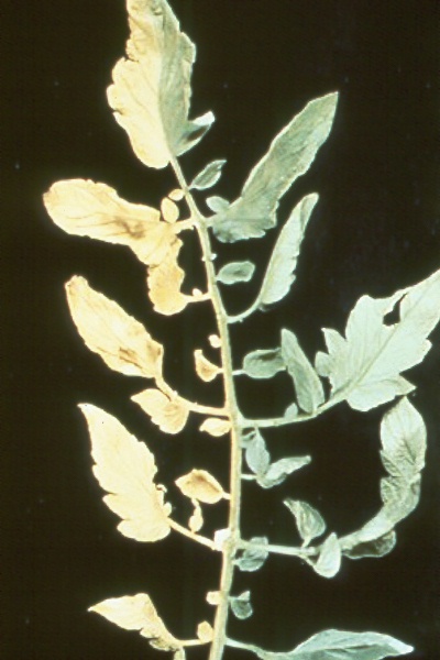 Tomato verticillium wilt | Pacific Northwest Vegetable Extension Group