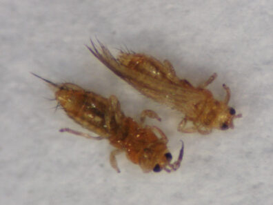 Western flower thrips-1