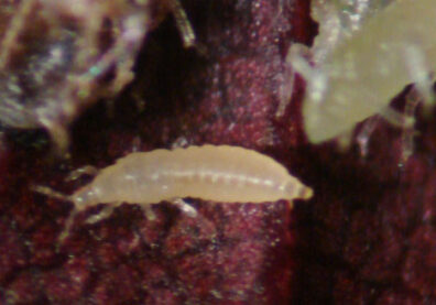 immature Western flower thrips