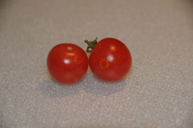 cosmetic damage to tomato fruit by thrips