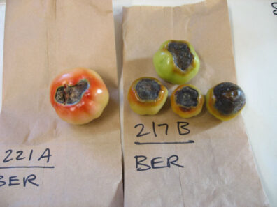 blossom end rot on tomato fruit