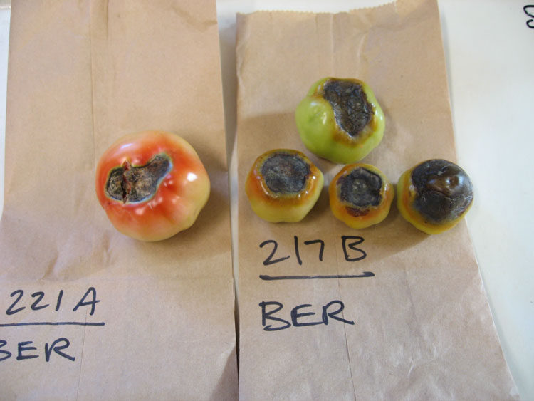 damaged tomato fruit