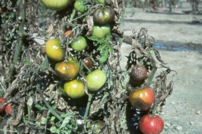 Late blight symptoms on tomato-1