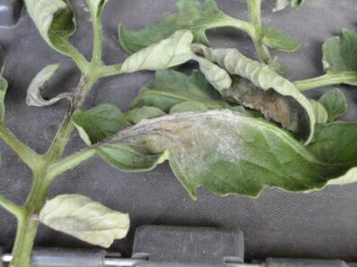 Late blight symptoms on tomato-3