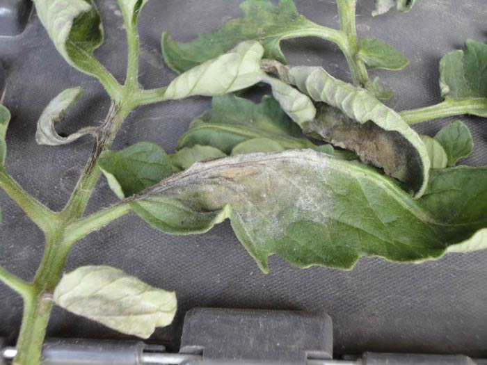 Late blight symptoms on tomato-3