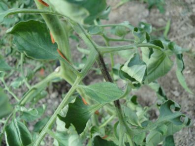Late blight symptoms on tomato-4