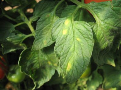 leaf mold on top on tomato leaves-1
