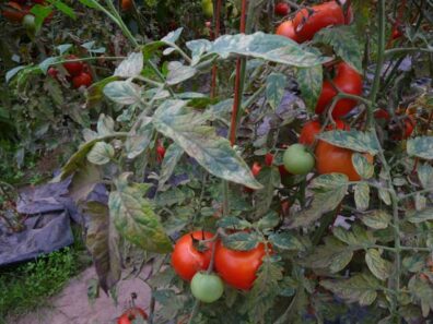 symptoms of leaf mold on tomato-3