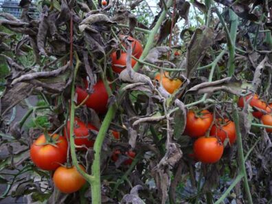 symptoms of leaf mold on tomato-4