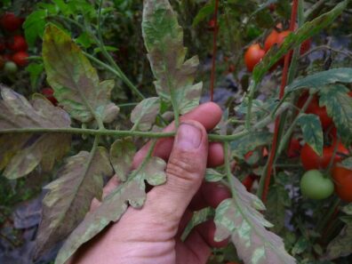 symptoms of leaf mold on tomato plant-3