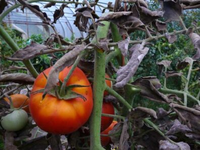 symptoms of leaf mold on tomato-6