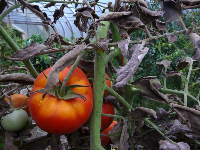 symptoms of leaf mold on tomato-6
