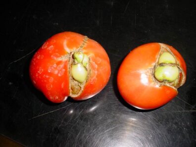 parthenocarpy in tomato