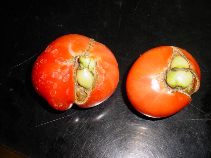parthenocarpy in tomato