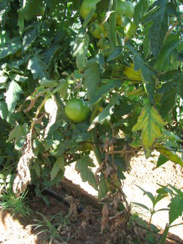 Verticillium wilt on tomato-2