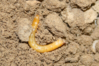 A wireworm (click beetle larva) in soil