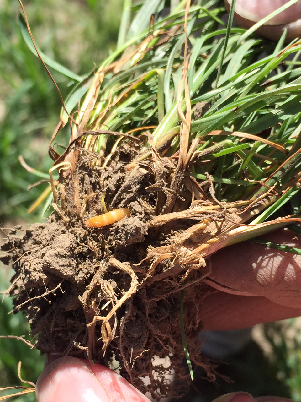 wireworm feeding roots