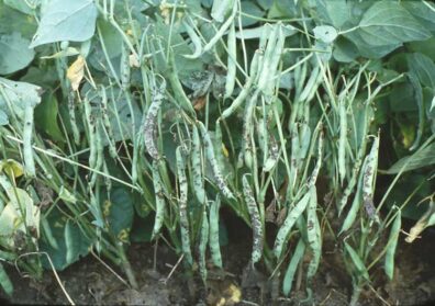 anthracnose on beans