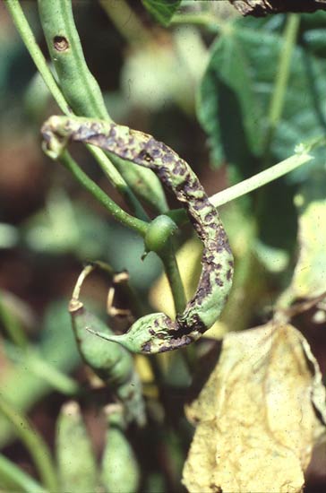 anthracnose symptoms on beans