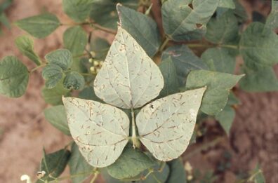 bean anthracnose on beans