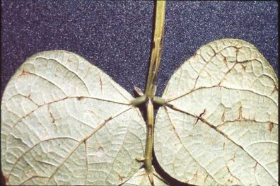 symptoms of bean anthracnose on a bean leaf