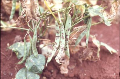 symptoms of bean anthracnose on beans