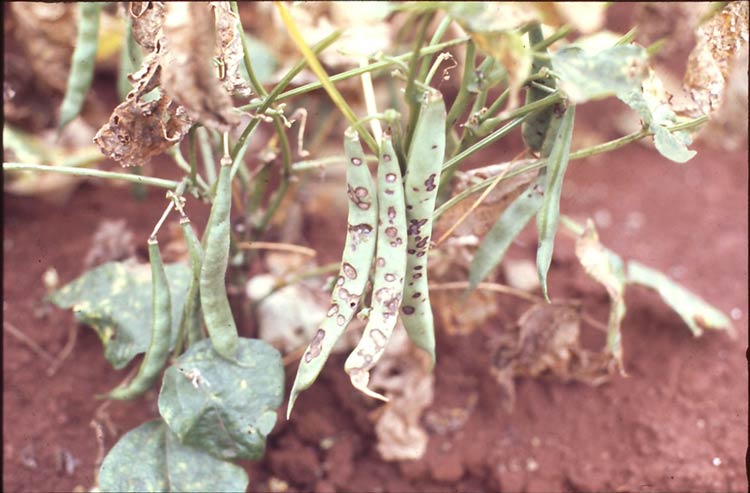 symptoms of bean anthracnose on beans