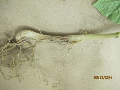 symptoms of bean anthracnose on beans plant root